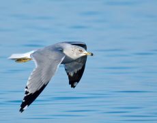 Ring-billed Gull