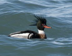 Red-breasted Merganser
