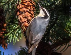 Red-breasted Nuthatch