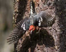 Red-breasted Sapsucker