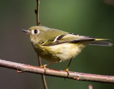 Ruby-crowned Kinglet