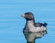 Rhinoceros Auklet