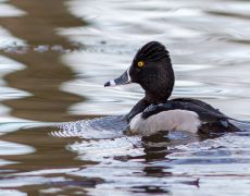 Ring-necked Duck