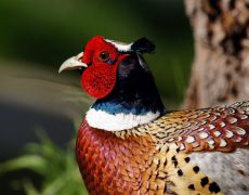 Ring-Necked Pheasant