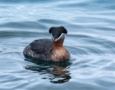 Red-necked Grebe