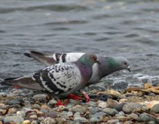 Rock Pigeon