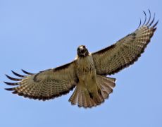 Red-tailed Hawk