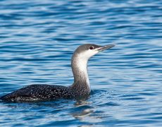 Red-throated Loon