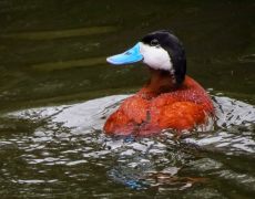 Ruddy Duck