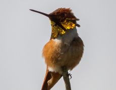 Rufous Hummingbird