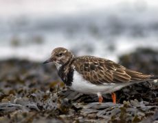 Ruddy Turnstone