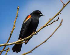 Red-winged Black Bird