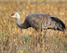 Sandhill Crane