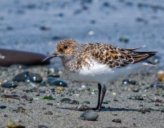 Sanderling