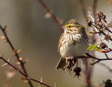 Savannah Sparrow