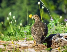 Sooty Grouse