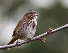 Song Sparrow