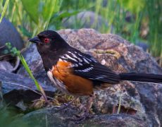 Spotted Towhee