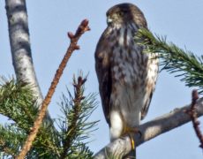 Sharp-shinned Hawk