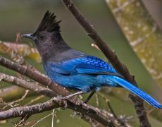 Steller's Jay