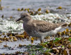 Surfbird