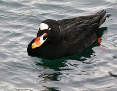 Surf Scoter