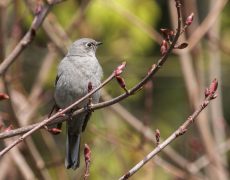 Townsend's Solitaire