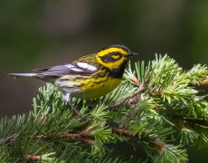 Townsend's Warbler