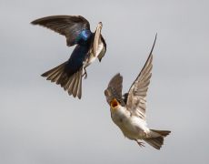 Tree Swallow