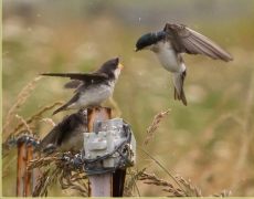 Tree Swallow sequence at 8 fps