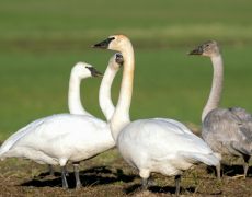 Trumpeter Swan