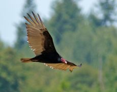 Turkey Vulture