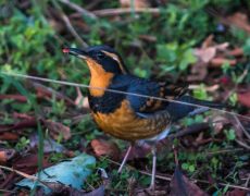 Varied Thrush