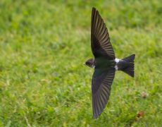 Violet-green Swallow