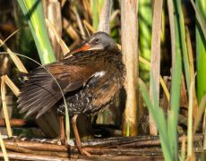 Virginia Rail