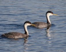 Western Grebe