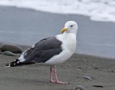 Western Gull