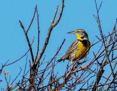 Western Meadowlark