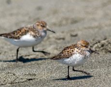 Western Sandpiper