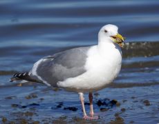 Olympic Gull