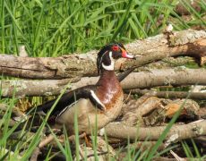 Wood Duck