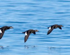 White-winged Scoter