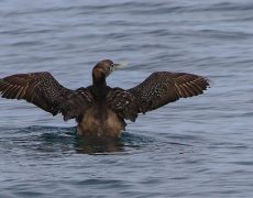 Yellow-billed Loon