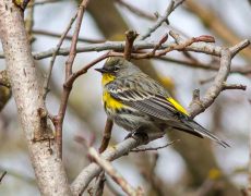 Yellow-rumped Warbler