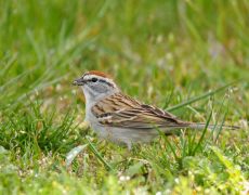 Chipping Sparrow