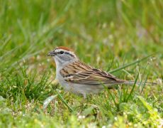Chipping Sparrow