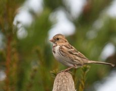 Harris's Sparrow