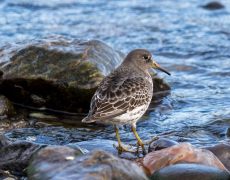 Rock Sandpiper