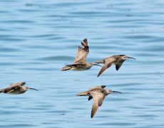 Whimbrel