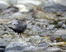 AMDI_6820